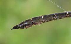 Somatochlora hudsonica