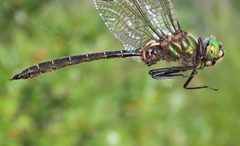 Somatochlora hudsonica