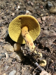 Boletus harrisonii
