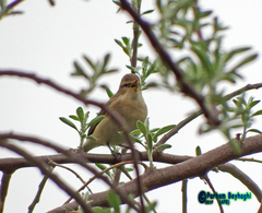 Phylloscopus sindianus
