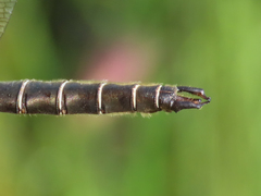 Somatochlora hudsonica