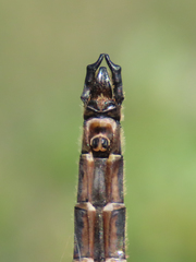 Somatochlora hudsonica