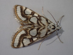 Nymphula nitidulata