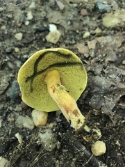 Boletus harrisonii
