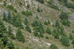 Abies pinsapo