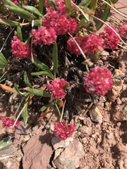 Eriogonum coloradense