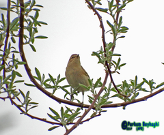 Phylloscopus sindianus