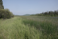 Somatochlora hudsonica