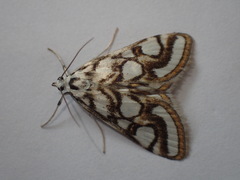 Nymphula nitidulata