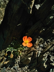 Papaver lapeyrousianum