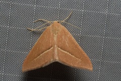 Chlorerythra rubriplaga