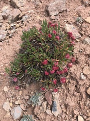 Eriogonum coloradense