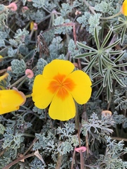 Eschscholzia californica maritima