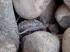 Pristurus celerrimus