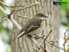 Ficedula semitorquata