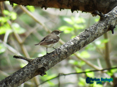 Ficedula semitorquata