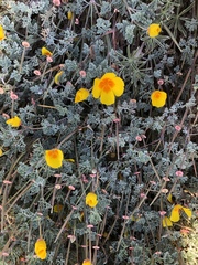 Eschscholzia californica maritima