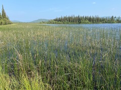 Somatochlora hudsonica