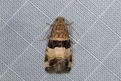 Pseudozarba bipartita