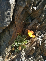 Papaver lapeyrousianum