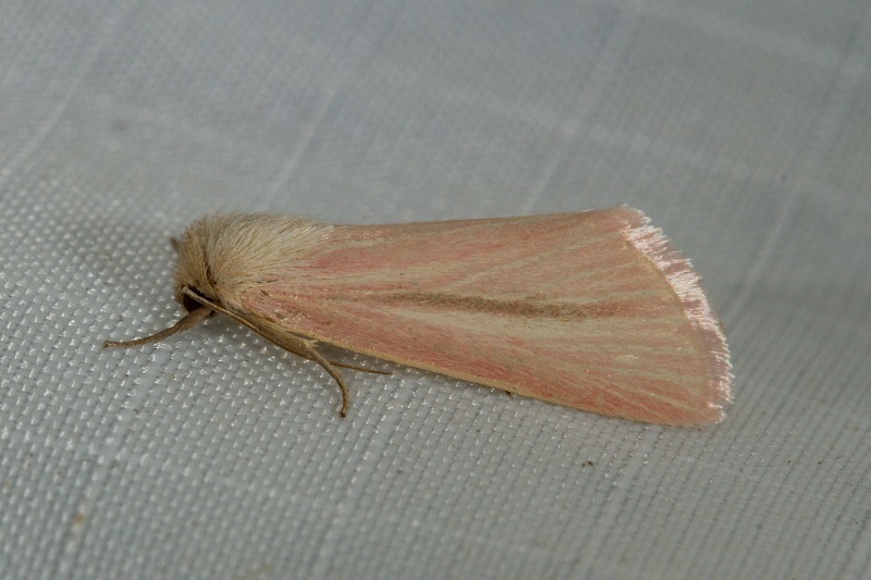 Polienus