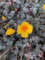 Eschscholzia californica maritima