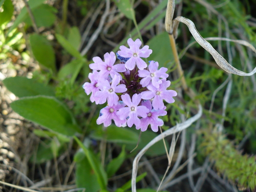 Prairie Verbena (Verbena bipinnatifida) · iNaturalist