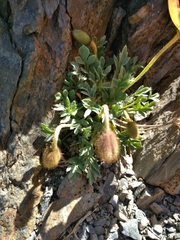 Papaver lapeyrousianum