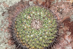 Mammillaria wagneriana
