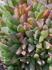Haworthia turgida
