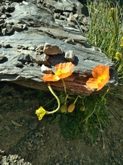 Papaver lapeyrousianum