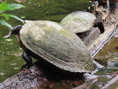 Pseudemys rubriventris