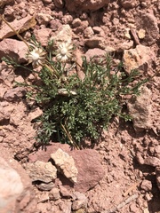 Erigeron pinnatisectus