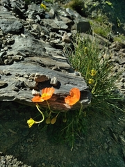 Papaver lapeyrousianum