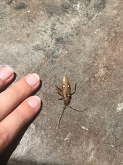 Eburia quadrigeminata