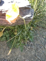 Papaver lapeyrousianum