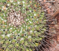 Mammillaria wagneriana
