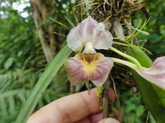 Rodriguezia lehmannii