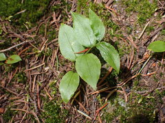 Streptopus streptopoides