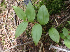 Streptopus streptopoides