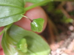 Streptopus streptopoides