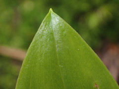 Streptopus streptopoides