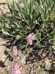 Eriogonum coloradense