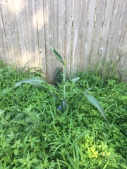 Sorghum
