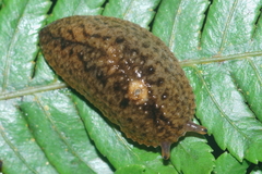 Pseudaneitea