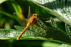 Sympetrum pallipes