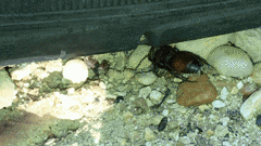 Pseudomethoca brazoria