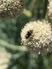 Orthops