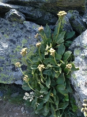 Primula latifolia