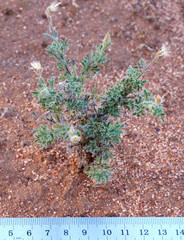 Vittadinia dissecta hirta